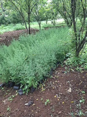 Evergreen East African Pencil Cedar Saplings (Juniperus Procera)