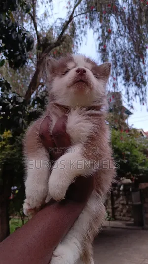 Mbwa Mchanga wa Kiume wa Kisiberia Husky Safi, Miezi 1-3