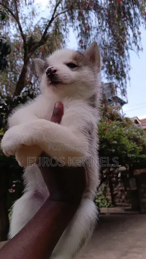Mbwa Mchanga wa Kiume wa Kisiberia Husky Safi, Miezi 1-3