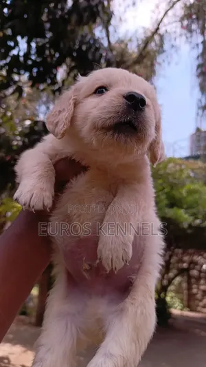 Mbwa Mwanama wa Golden Retriever Safi (Miezi 1-3)