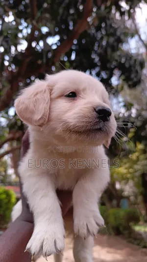 Mbwa wa Kike wa Golden Retriever Safi (Miezi 1-3)