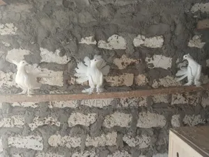 Njiwa wa Fantail wa Kihindi - Majike Meupe Wamekomaa