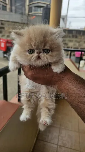 1-3 Month Male Purebred Persian Kitten