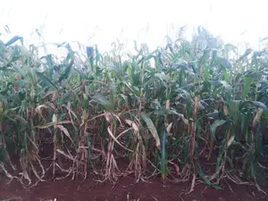 Half Acre Land for Sale in Gathigiini, Mwea East