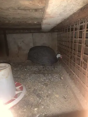 Kuku wa Kienyeji Jike Mzima