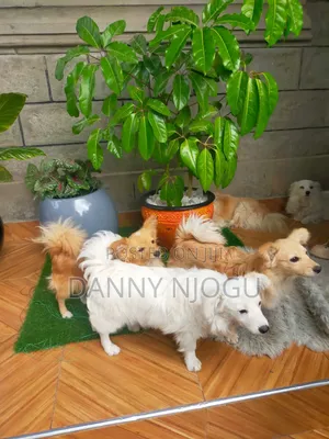 Purebred Japanese Spitz Puppy - 6-12 Months