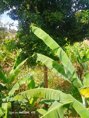 4 Acres Land for Sale in Kaanwa, Chuka