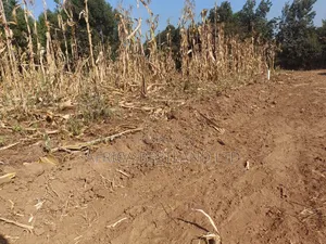 Viwanja vya Makazi 50x100 Vinauzwa - Kikuyu Kamangu