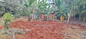 Kitalu Bora cha Robo Akiwa Kimbimbi, Kirinyaga