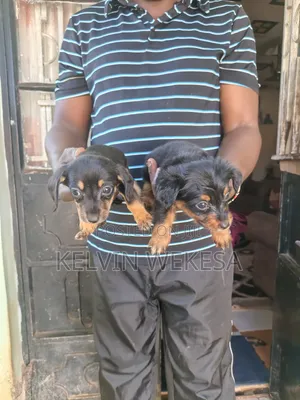Mbwa Mchanga wa Dachshund Safi - Miezi 1-3