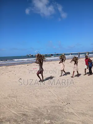 East African Tour Guide Services