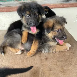 Kizibo cha German Shepherd Mume Mwezi 1-3 Safi
