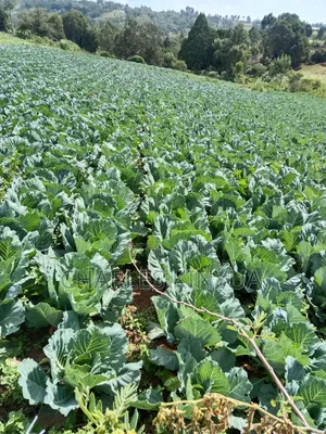 0.5 Acre Land for Sale in North Kinangop