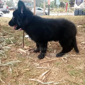 Mbwa Mwanama wa German Shepherd Safi (Miezi 1-3)