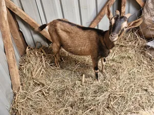Purebred German Alpine Goat