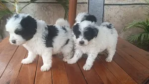 Female Purebred Havanese Puppy
