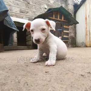 Mbwa Mchanga wa Jack Russell Terrier Safi - Jike, Miezi 1-3