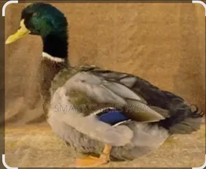 Healthy Rouen Male Duck