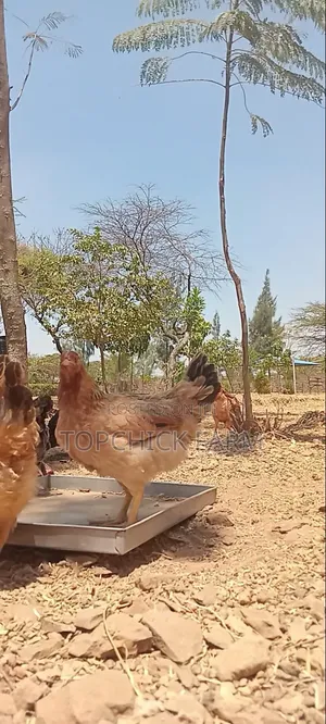 4-Month-Old Sasso F1 Chickens (Hens & Cocks)