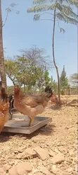 4-Month-Old Sasso F1 Chickens (Hens & Cocks) - 1