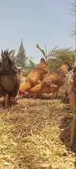 4-Month-Old Sasso F1 Chickens (Hens & Cocks) - 2
