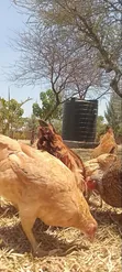 4-Month-Old Sasso F1 Chickens (Hens & Cocks) - 3