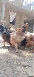 4-Month-Old Sasso F1 Chickens (Hens & Cocks) - 4