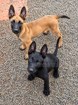 Mbwa Mzaliwa Safi wa Kiume wa Belgian Malinois (Miezi 1-3)