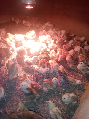 Kienyeji Improved Chickens (Uzima Sasso & Kenbro)