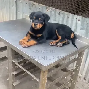 Purebred Rottweiler Puppy - 1-3 Months Female