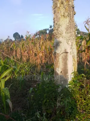 Kitalu cha 50x100 kwa Uuzaji Ndeiya