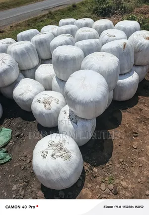 Silage ya Mahindi