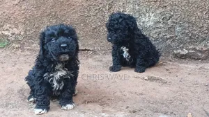 Male Purebred Maltipoo Puppy (1-3 Months)
