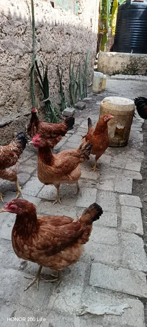 Kuku wa Kienyeji wa Kike