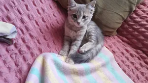 Male Mixed Breed Russian Blue Kitten