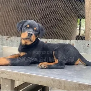 Female Purebred Rottweiler Puppy (1-3 Months)