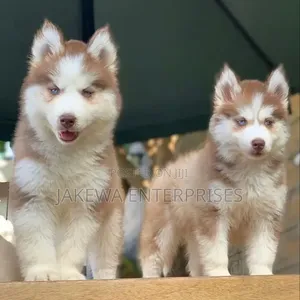 Mbwa Mzuri wa Kisiberia Husky (1-3 Miezi)