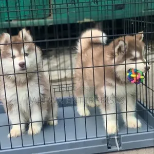 Husky Mwanamume Safi wa Kisiberia (Miezi 1-3)