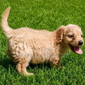 Female Purebred Cockapoo Puppy (1-3 Months)