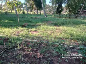 Ardhi ya Eka 2 za Kipekee kwa Uuzaji Vipingo Kadzinuni - KSh 6M