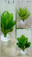 Large Leafy Monstera Plant with Pot - 1