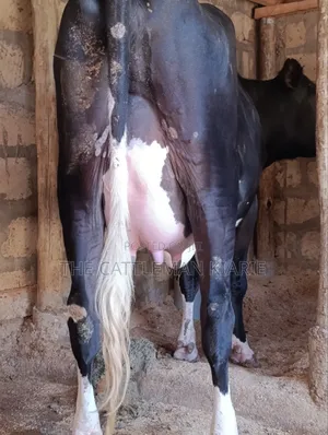 Ng'ombe wa Friesian wa Kizazi