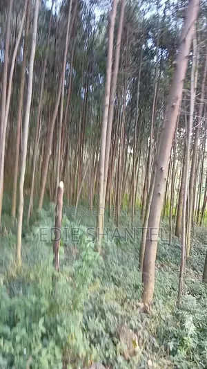 Ardhi ya Biashara Inauzwa Isukha North
