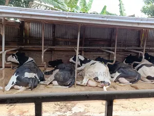 Registered Pedigree Incalf Heifers for Sale