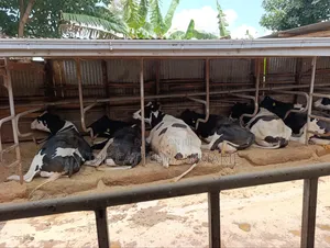 Ng'ombe Wanaume Waliosajiliwa wa Damu Safi kwa Uuzaji