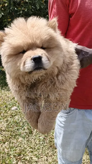 Chow Chow Safi wa Kiume - Miezi 1-3