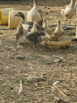 Geese Pairs (Male & Female) - 3 Months Old
