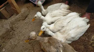 Crested Rouen Duck Pair