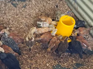 Month Old Rainbow Rooster Chicks