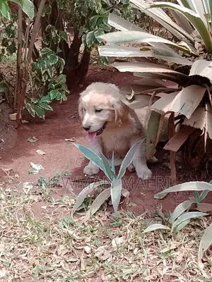1-3 months Male Purebred Golden Retriever